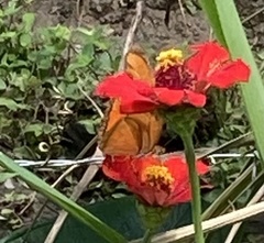 Dryas iulia