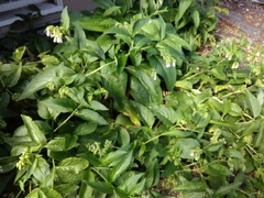 Symphytum officinale