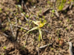 Caladenia xanthochila