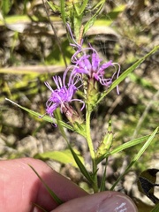 Liatris hirsuta