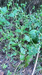 Elephantopus carolinianus