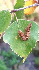 Falcaria lacertinaria