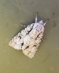 Acronicta laetifica