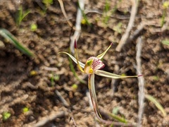 Caladenia