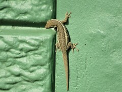 Lygodactylus capensis