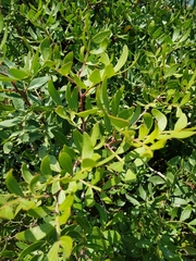 Pistacia lentiscus