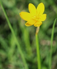 Zephyranthes