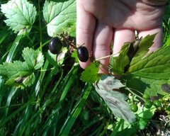 Actaea spicata