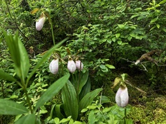 Cypripedium acaule