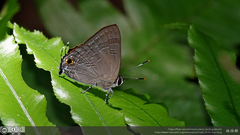 Deudorix epijarbas
