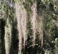 Tillandsia usneoides