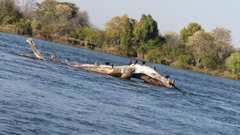 Microcarbo africanus africanus