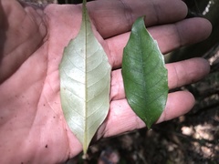 Castanopsis carlesii