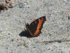 Aglais milberti