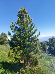 Pinus sibirica