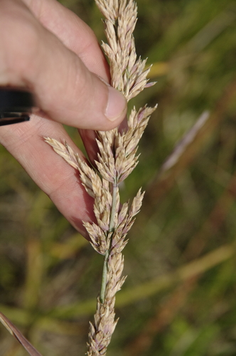 Image of Poa eminens by (c) Eric Knight, some rights reserved (CC BY)