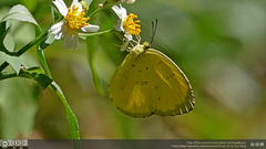 Eurema