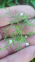 Polypremum procumbens