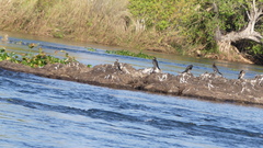 Microcarbo africanus