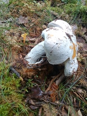 Russula claroflava