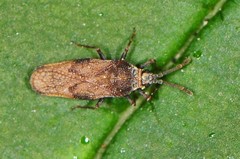 Leptoypha mutica