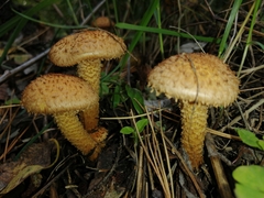 Pholiota squarrosa