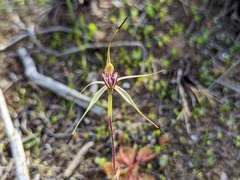 Caladenia