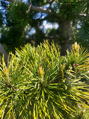 Pinus sibirica
