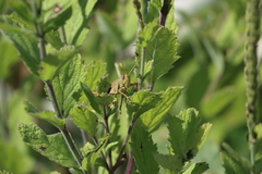 Schistocerca lineata