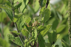 Schistocerca lineata