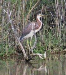 Egretta tricolor