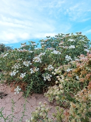 Echinophora spinosa