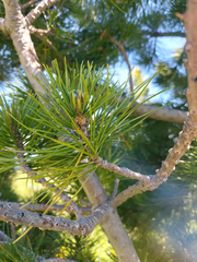 Pinus sibirica