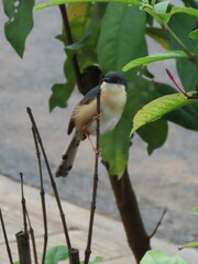 Prinia socialis