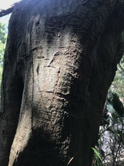 Castanopsis carlesii