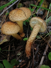 Pholiota squarrosa