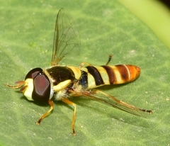 Ischiodon aegyptius