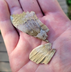 Pachysphinx occidentalis