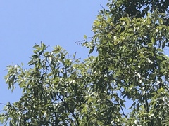 Castanopsis carlesii