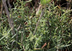 Suaeda maritima