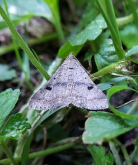 Bleptina caradrinalis
