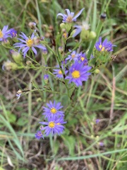 Symphyotrichum oolentangiense