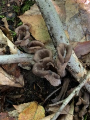 Craterellus fallax