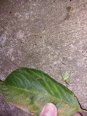 Meconema thalassinum