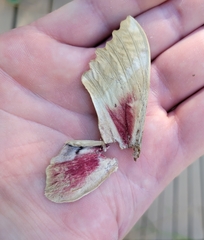 Pachysphinx occidentalis