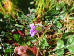 Erodium botrys