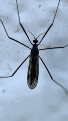 Gnophomyia tristissima