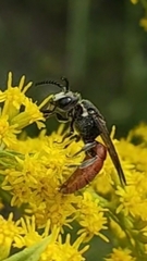 Sphecodes albilabris
