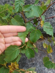 Betulaceae