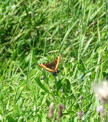 Aglais milberti